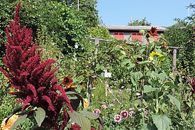 Artenreicher Familiengarten am Stadtrand von Zürich.