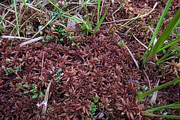 Nahaufnahme von braunem Magellan-Torfmoos mit grünen Grashalmen und kleinen Pflanzen im Moorboden