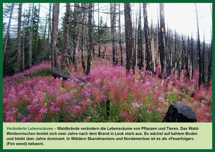 Zwischen schwarz angeschwärzte, abgestorbenen Bäumen wachsen grossflächig rosablühende Wald-Weidenröschen aus. 