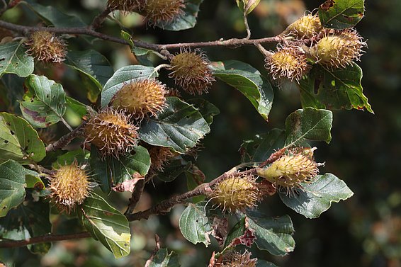 Dieses Bild zeigt Buchenfrüchte bei einer Mast. Fotograf war Ulrich Wasem, WSL
