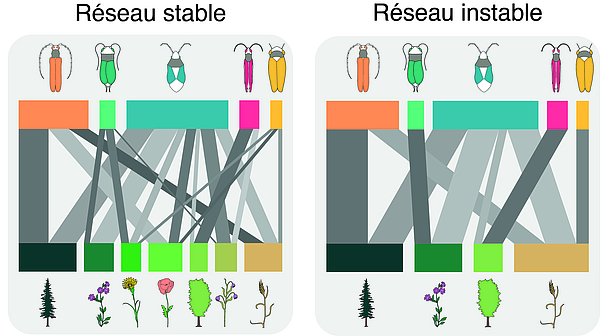 Deux réseaux exemplaires d’interactions entre insectes et plantes. Le réseau de gauche est riche en espèces végétales, ce qui tend à protéger les insectes contre la perte de toutes les plantes nourricières. C’est pourquoi il est plus stable. Dans le réseau de droite, les insectes spécialisés s’éteignent dès que certaines plantes disparaissent. En conséquence, il est moins stable. (graphique: Felix Neff/WSL)