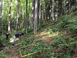 In der Nähe der meteorologischen LWF Messstationen «Schänis» richtet Flurin Sutter die Versuchsfläche nach einem einheitlichen statistischen Design ein. (Foto: Marcus Schaub, WSL)