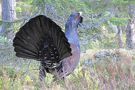Le grand tétras (Tetrao urogallus) est une espèce caractéristique des forêts mixtes de conifères, structurellement riches et clairsemées. (Photo: Joy Coppes)