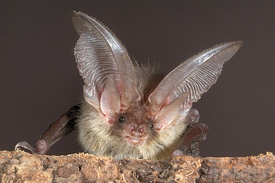 Braunes Langohr. Foto: Stiftung Fledermausschutz