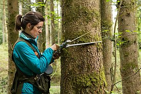 Auf den Stichprobeflächen des LFI wird der Durchmesser jedes Baumes genau gemessen. Foto: Simon Speich, WSL