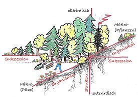 Ober- und unterirdische Arten- und Strukturvielfalt erhöht die Bodenstabilität. Als dritter Faktor sollte zusätzlich die Sukzession, also die Vielfalt an Entwicklungsstadien berücksichtigt werden. Zeichnung: V. Graf-Morgen, 2016 
