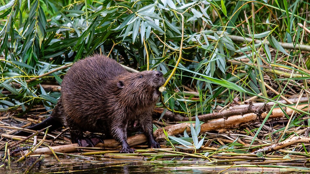Ein Biber steht am Ufer und frisst an einem Zweig. Um ihn herum wachsen grüne Pflanzen und Schilfrohr. Das Wasser ist ruhig und spiegelt die Umgebung wider.
