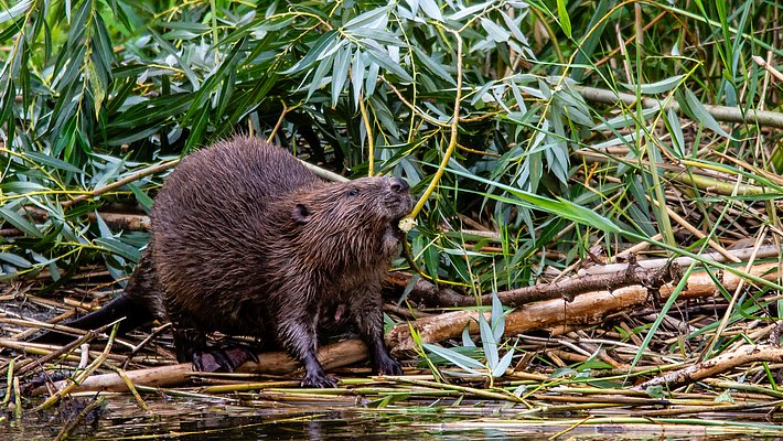 Ein Biber steht am Ufer und frisst an einem Zweig. Um ihn herum wachsen grüne Pflanzen und Schilfrohr. Das Wasser ist ruhig und spiegelt die Umgebung wider.