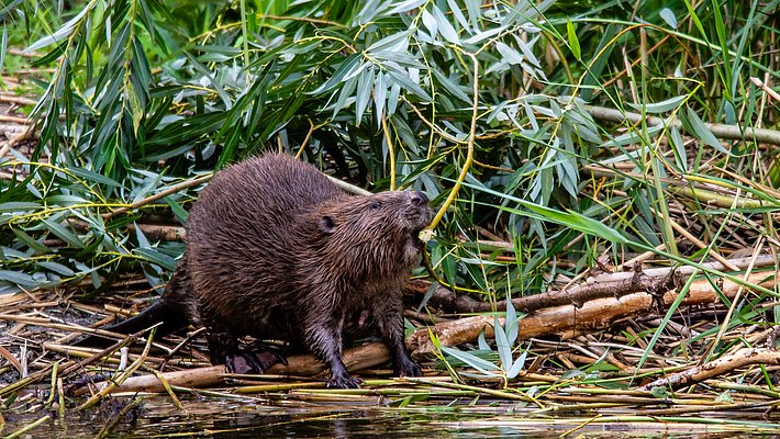 A beaver stands near a riverbank, amidst green foliage and fallen branches. It is engaged in chewing on some plant material, showcasing its characteristic fur and sturdy build. The setting is natural, with water visible in the foreground and dense vegetation in the background.