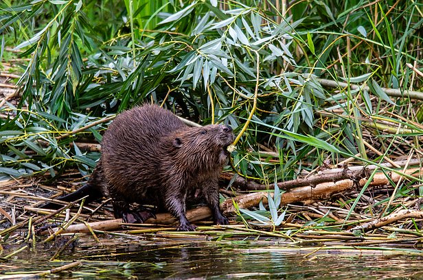 Castoro che si nutre di rami di bambù, circondato da vegetazione verde. Si trova in prossimità dell'acqua, con bastoni e foglie sul terreno. L’animale appare attivo e concentrato nel cercare cibo.