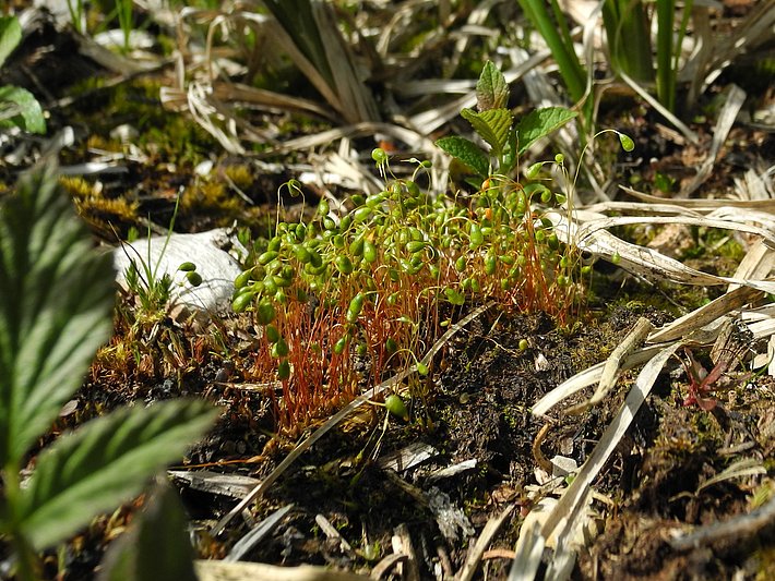 Gruppe von kleinen Brandstellen-Drehmoospflanzen mit roten Stielen und grünen Kapseln auf einem Waldboden mit Laub und Gras
