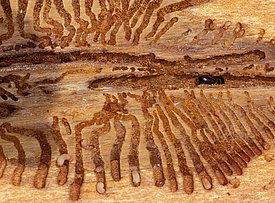 Fraßspuren und Larven des Buchdruckers in einem Holzstück