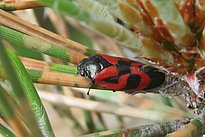 Das Bild zeigt eine adulte Kiefernblutzikade auf Kiefernnadeln