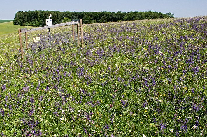 Ungedüngte Mähweide mit geringer Schafbeweidung ist reich an Pflanzen- und Insektenarten. (Foto: Martin Fellendorf)