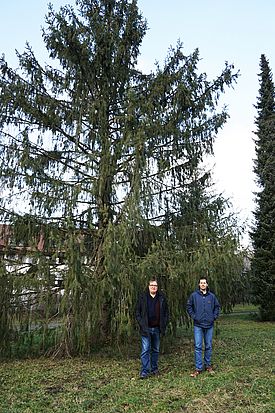 Die Himalaja-Fichte im WSL-Areal in Birmensdorf und die Entdecker des Pilzes, Ludwig Beenken (links) und Andrin Gross. (Foto: Gottardo Pestalozzi)