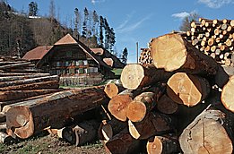 A large pile of logs in front of a traditional farmhouse, with a forest in the background