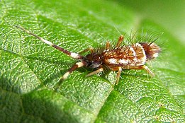 Springtail (collembola ) (Orchesella flavescens). (Photo: Manfred Kunz, CC-BY-SA-3.0)