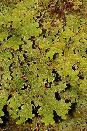 Detailansicht einer Flechte