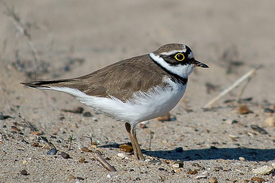 Ein braun-weisser Flussregenpfeifer steht auf Sand.