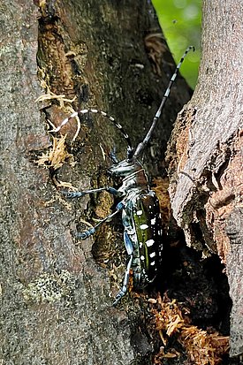 Capricorne asiatique fraîchement éclos à Zell (LU) en 2022 (Photo : Protection de la forêt suisse)