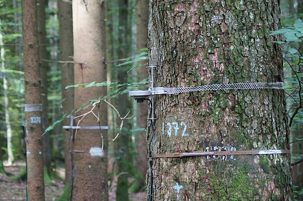 Waldbeobachtungsfläche (Level-II) in Othmarsingen/Schweiz. Foto: WSL/Gottardo Pestalozzi