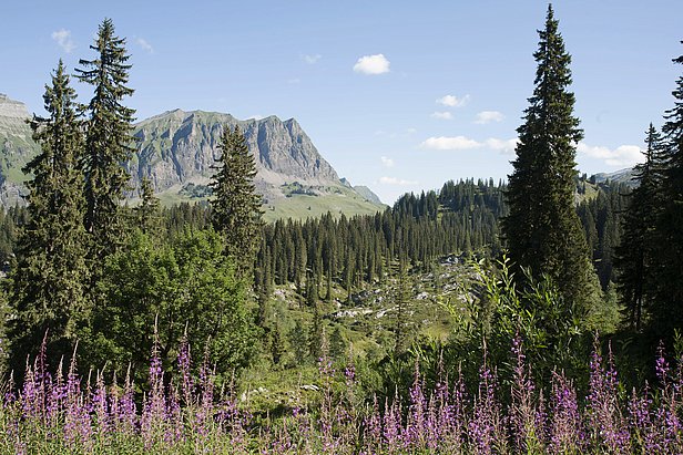 Gran parte del bosco di Bödmeren si trova su un altopiano a oltre 1500 m di altitudine. 