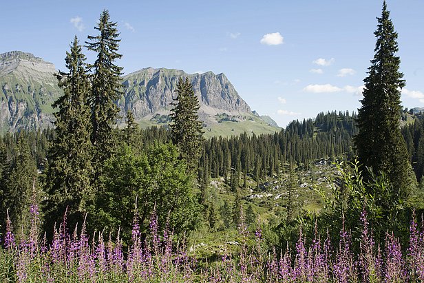 Ein grosser Teil des Bödmerenwalds befindet sich auf einem über 1500 m Meereshöhe gelegenen Hochplateau.