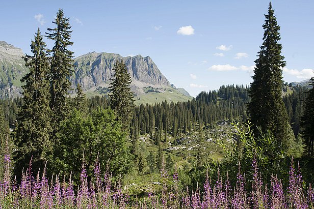 Much of the Bödmerenwald is located on a high plateau at over 1,500 m above sea level. 