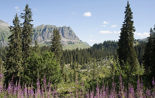 Une grande partie de la forêt de Bödmeren est située sur un plateau à plus de 1500 m d’altitude. 