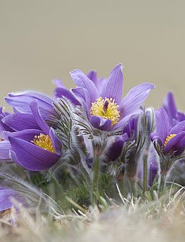 Die Gewöhnliche Kuhschelle findet sich auf sonnigen extensiv genutzten Grünlandstandorten der Schwäbischen Alb und des Schweizer Jura. (Foto: Martin Fellendorf)