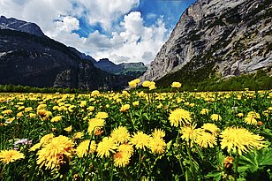 Löwenzahn profitiert von Düngung. (Foto: Markus Bolliger)