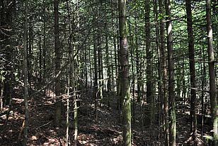  Ein Wald mit dichtem Baumwuchs, der sich als anfälliger für Trockenheit erwies. Studienstandort im Schwarzwald. (Bild: Alessandra Bottero)