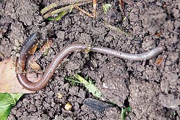 Abb. 8. Regenwürmer fressen kleine Erdpartikel, tierische und pflanzliche Abfallstoffe, Humusstoffe, Bakterien, Algen und Pilze.