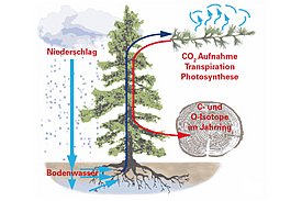 Isotopen-Kreislauf in einem Baum