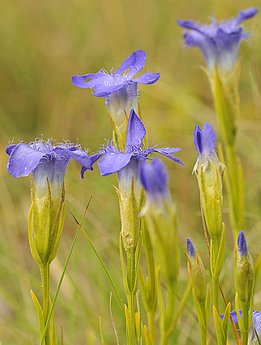 Der Gewöhnliche Fransenenzian wird häufig auf extensiv genutzten Schafweiden angetroffen. (Foto: Martin Fellendorf)