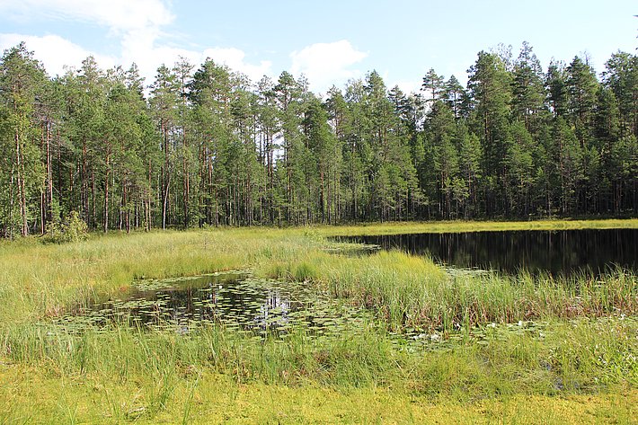 Eine ruhige Landschaft mit einem stillen Gewässer, umgeben von hohem Gras und Schilfrohr. Im Hintergrund stehen dichte, grüne Bäume, die den Himmel teilweise verdecken.