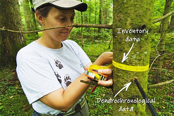 Alessandra Bottero misst den Umfang einer Tanne. Zusätzlich zu solchen Messungen entnahmen die Forschenden auch Jahrringbohrkerne, die das vergangene jährliche Wachstum aufzeigen. (Bild: Marek Sławski)