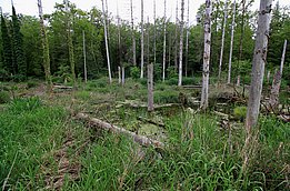 Eine wilde, bewaldete Landschaft mit abgestorbenen Baumstümpfen im Vordergrund. Grüne Pflanzen und hohes Gras umgeben einen kleinen Teich, während Bäume im Hintergrund wachsen.