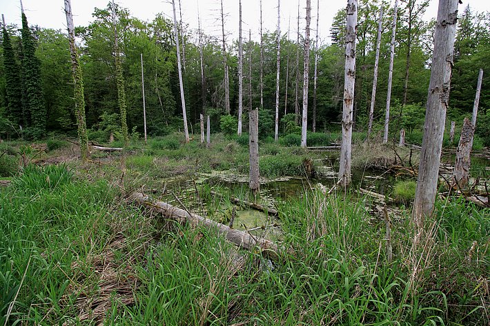 Eine wilde, bewaldete Landschaft mit abgestorbenen Baumstümpfen im Vordergrund. Grüne Pflanzen und hohes Gras umgeben einen kleinen Teich, während Bäume im Hintergrund wachsen.