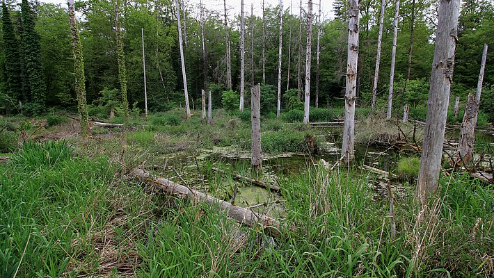 Eine wilde, bewaldete Landschaft mit abgestorbenen Baumstümpfen im Vordergrund. Grüne Pflanzen und hohes Gras umgeben einen kleinen Teich, während Bäume im Hintergrund wachsen.