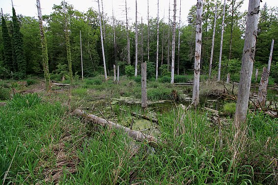 Eine wilde, bewaldete Landschaft mit abgestorbenen Baumstümpfen im Vordergrund. Grüne Pflanzen und hohes Gras umgeben einen kleinen Teich, während Bäume im Hintergrund wachsen.