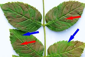 Ozonsymptome (rote Pfeile) an Eschenblättern. Die Zellen bilden unter anderem braune Phenole als Schutzsubstanzen gegen den durch Ozon verursachten oxidativen Stress. Blaue Pfeile zeigen den Schatteneffekt, nämlich keine Ozonsymptome an den Blattteilen, welche von einem Nachbarblatt beschattet wurden. (Foto: WSL)