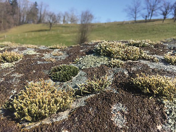 Miniatur-Landschaft aus Flechten und Moosen auf einem Granitfindling im Mittelland