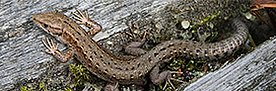 Totholz-Bewohner