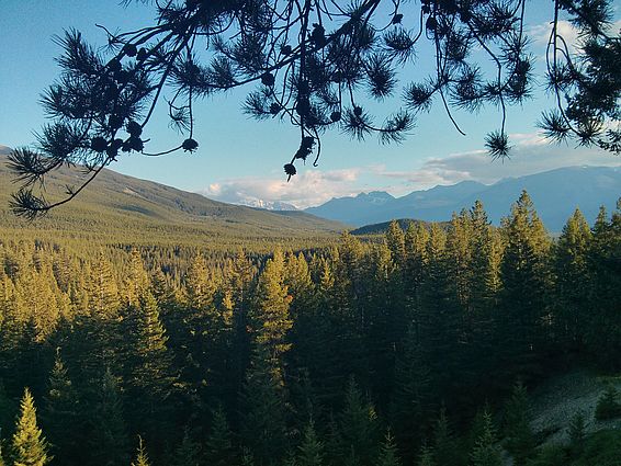 Das Bild zeigt nordamerikanische Küstenkiefern (Pinus contorta) in den kanadischen Rocky Mountains. Sie wird Mühe haben, wenn der Klimawandel stärkere Trockenphasen bringt.. (Foto: David Montwé)