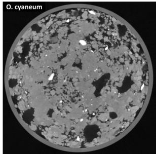 both together probably move the most carbon into the soil. (Photos: Philipp de Jong, WSL)