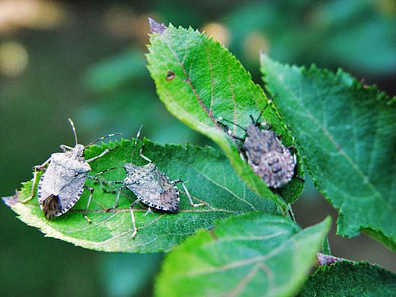 Die marmorierte Baumwanze (Halyomorpha halys) konnte sich dank nicht-einheimischer Pflanzenarten in der Schweiz massenhaft vermehren. (Foto: Gary Bernon, USDA, CC-BY-3.0)