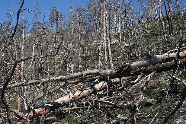 Auf dem Totholz, das 2003 nach dem Waldbrand in Leuk liegengelassen wurde, leben heute viele spezialisierten Pflanzen und Insekten.
