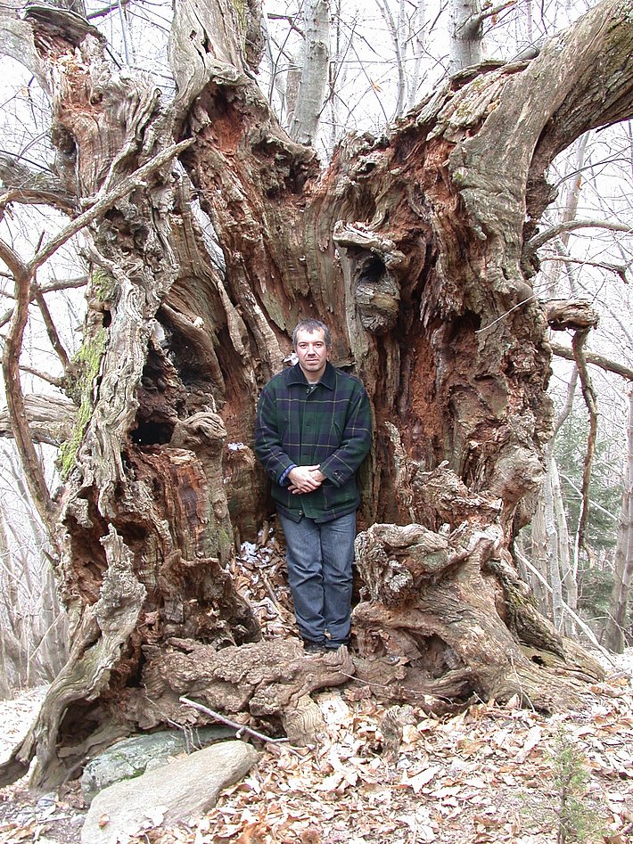 Mann steht in hohlem, verwittertem Stamm einer großen Kastanie im Wald