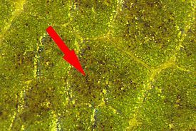 Ozonsymptome (rote Pfeile) an Buchenblättern. Die Zellen bilden unter anderem braune Phenole als Schutzsubstanzen gegen den durch Ozon verursachten oxidativen Stress. Im unteren Bild mit der Lupe vergrössert.